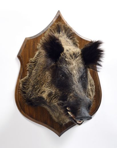European wild boar (Sus scrofa) (CH) :

naturalized...