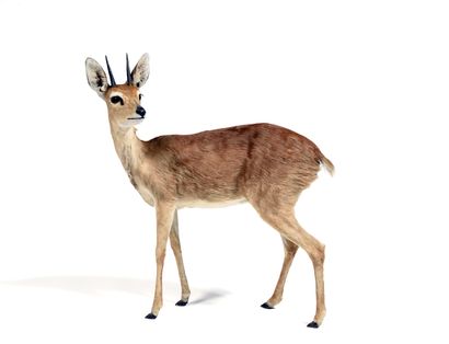 Steenbok or Raphicerus

(Raphicerus

campestris)...