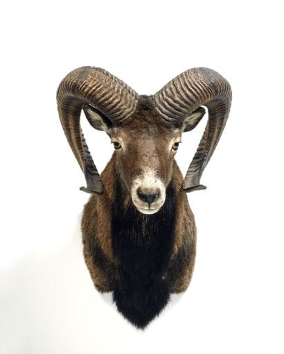 Corsican sheep (Ovis gmelinii musimon) (CH):

head...