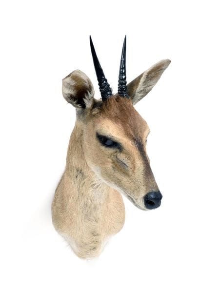 Grimm's duiker (Sylvicapra

grimmia) (CH):

head...