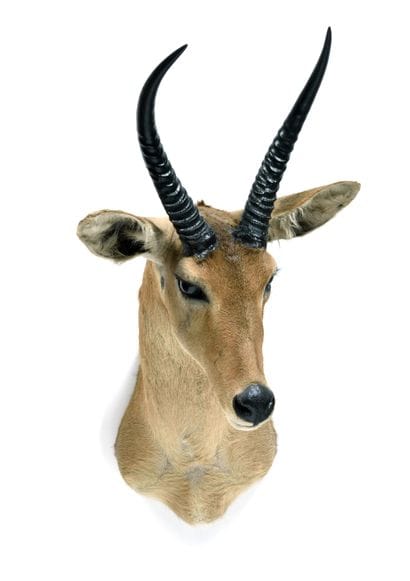 Great reed cob (Redunca

arundinum) (CH):

head...