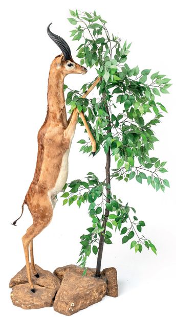 porcus koiropotamus) (CH) :
Waller's or Gerenuk's...