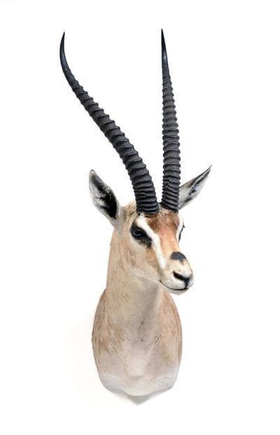 Grant's Gazelle (Gazella granti) (CH):

Head...