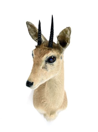 Ourebi (Ourebia ourebi) (CH) :

head in cape...