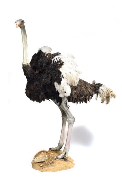Ostrich (Struthio camelus) (NR) : beautiful

naturalized...