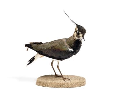 Crested Lapwing (Vanellus vanellus)

(CH):

Naturalized...