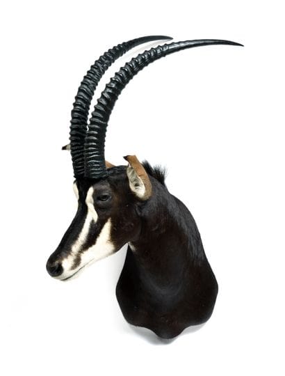 Black Hipotragus (Hippotragus niger)

(CH)...
