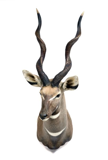 Lesser kudu (Tragelaphus imberbis)

(CH):

head...