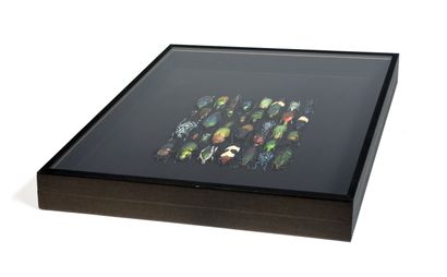 A set of exotic beetle specimens presented...