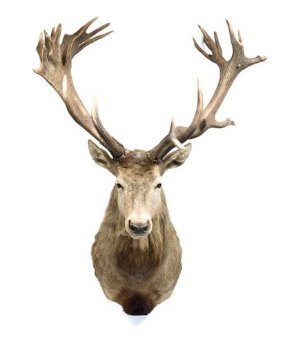 Red deer (Cervus elaphus) (CH):

magnificent...