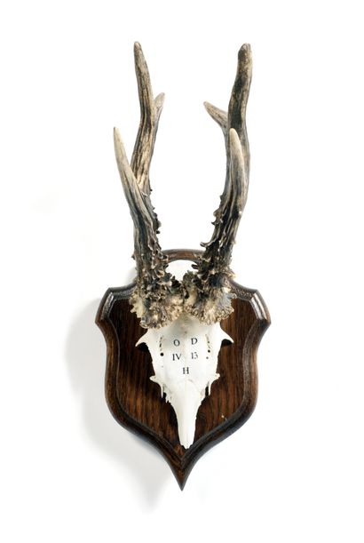Set of 10 European roe deer (Capreolus capreolus)...