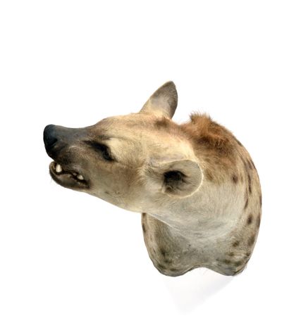 Spotted Hyena (Crocuta crocuta) (CH):

magnificent...