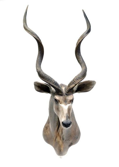 Greater kudu (Tragelaphus

strepsiceros)...