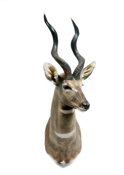 Lesser kudu (Tragelaphus imberbis)

(CH):

head...