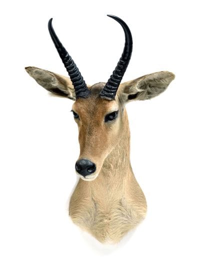 Great reed cob (Redunca

arundinum) (CH):

head...