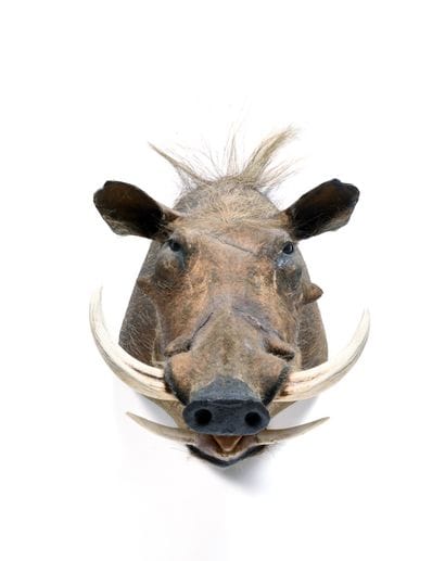 African Warthog (Phacochoerus

aethiopicus)...