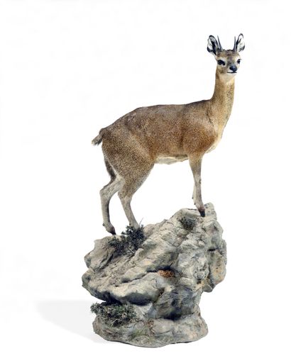 Jumping Oreotragus (Oreotragus oreotragus)...