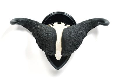 Caffer buffalo (Syncerus caffer) (CH):

Massacre...