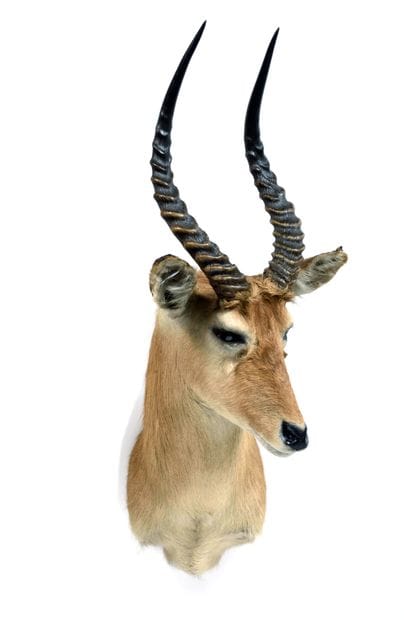 Buffon's Cob (Kobus kob) (CH):

head in cape.

Naturalization...