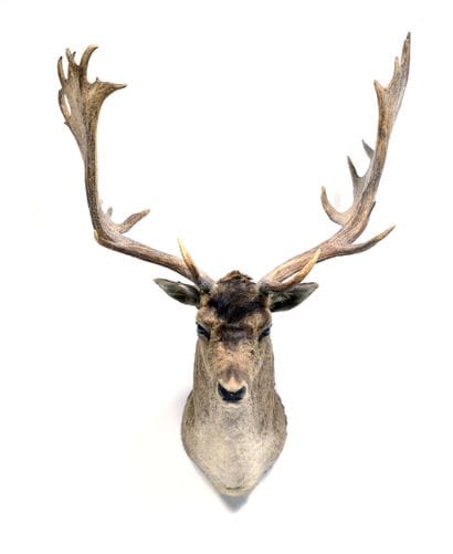 Fallow deer (Dama dama) (CH):

beautiful...