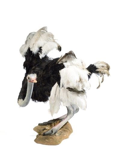 Ostrich (Struthio camelus) (NR) : beautiful...