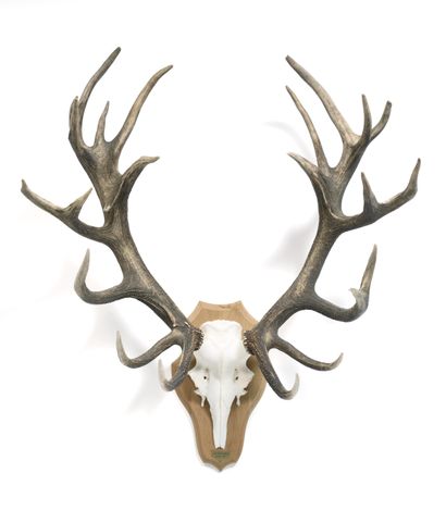 Red deer (Cervus elaphus) (CH) :

massacre...