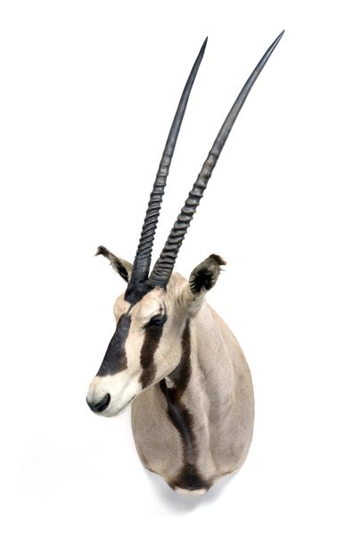 Oryx Beïsa (Oryx beisa) (CH) :

cloaked head...