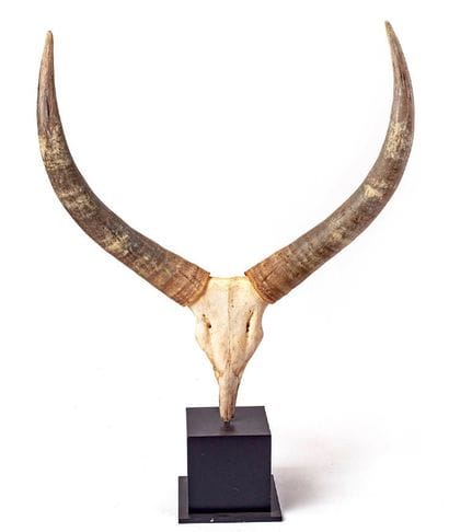 Zebu (Bos taurus indicus)

(D): massacre...