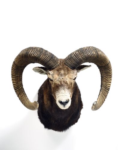 Corsican sheep (Ovis gmelinii musimon) (CH)...