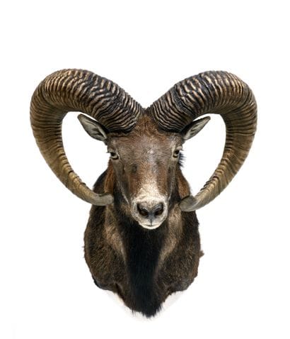 Corsican Mouflon (Ovis gmelinii musimon)...