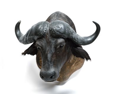Buffalo caffer (Syncerus caffer) (CH):

head...
