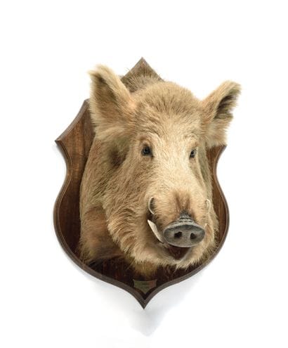European wild boar (Sus scrofa) (CH) :

naturalized...