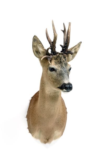 European roe deer (Capreolus capreolus) (CH)...