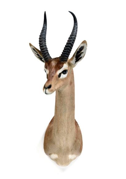 Waller's gazelle or Gerenuk

(Littocranius...