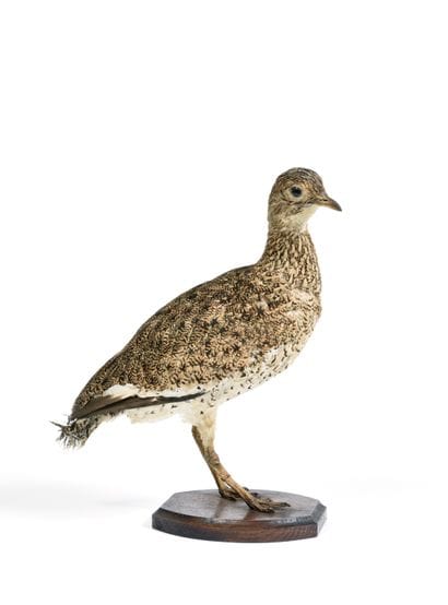 Little Bustard. (Tetrax tetrax)

(II / A-CE)...