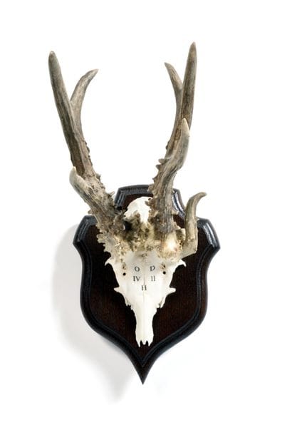 Set of 10 European roe deer (Capreolus capreolus)...