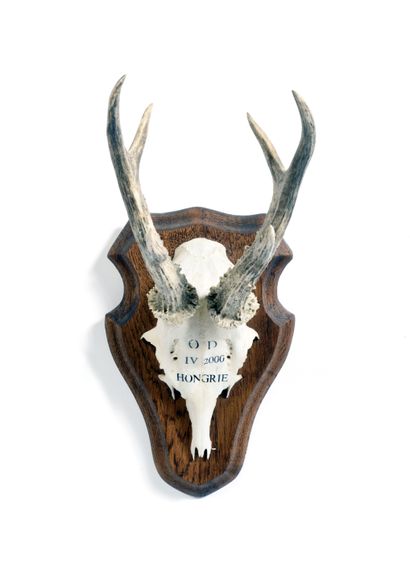Set of 10 European roe deer (Capreolus capreolus)...