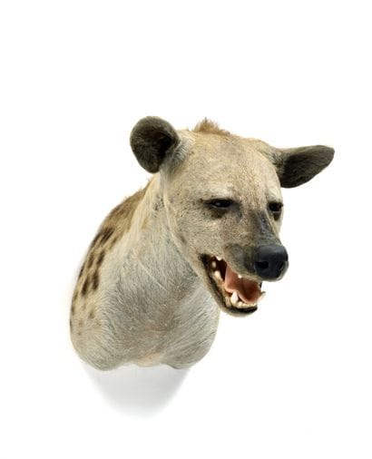 Spotted Hyena (Crocuta crocuta) (CH):

magnificent...