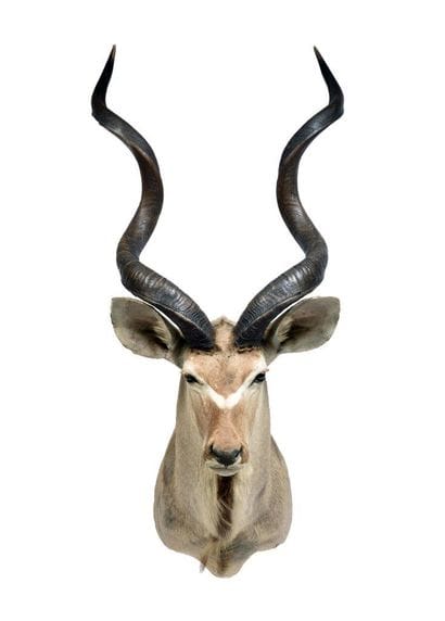 Greater kudu (Tragelaphus

strepsiceros)...
