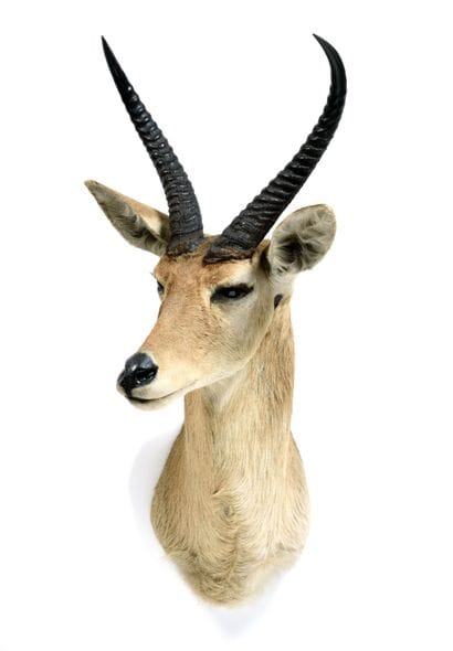Great reed cob (Redunca

arundinum) (CH):

head...