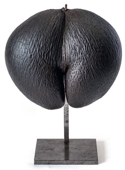 Coco-fesse or Coco de mer (Lodoicea maldivica)...