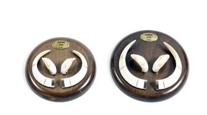 Set of 2 pairs of sandstone and tusks of...