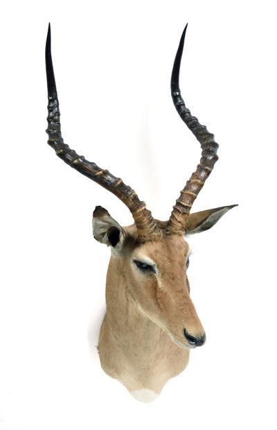 Impala (Aepyceros melampus) (CH):

head in...