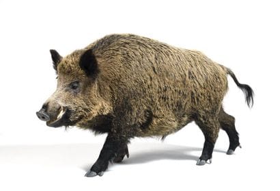 European wild boar (Sus scrofa) (CH) :

naturalized...
