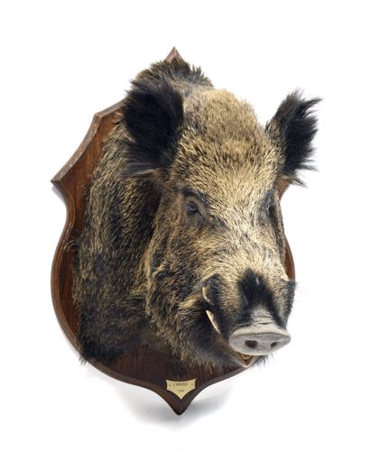European wild boar (Sus scrofa) (CH) :

naturalized...