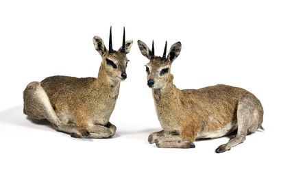 Set of 2 specimens of jumping Oreotragus

(Oreotragus...