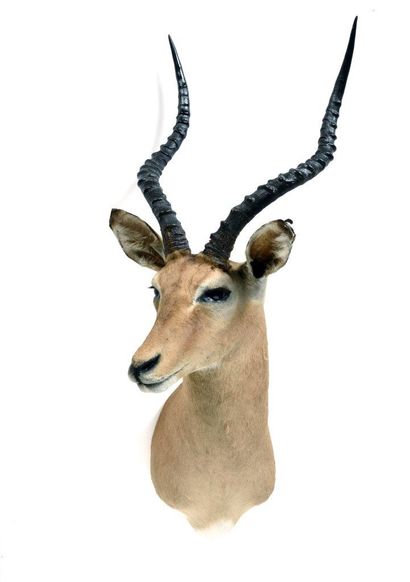 Impala (Aepyceros melampus) (CH):

head in...