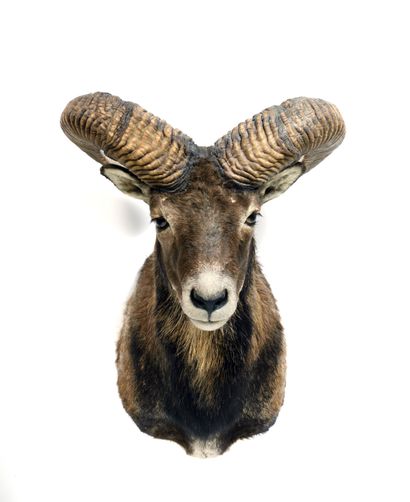 Corsican sheep (Ovis gmelinii musimon) (CH):

head...