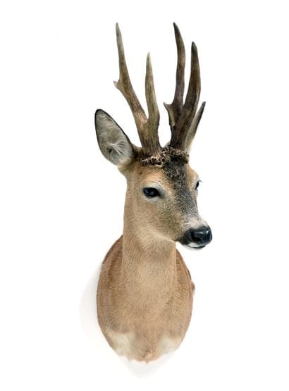 European roe deer (Capreolus capreolus) (CH)...