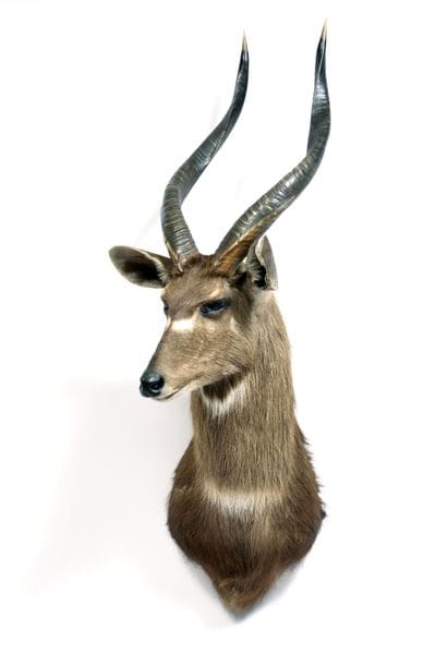 Sitatunga or synonymously Water Guib

(Tragelaphus...